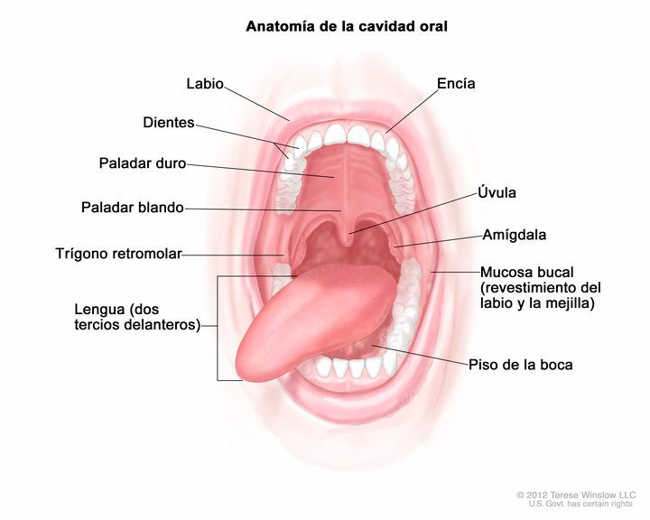 Separar Momento guisante Estructura y función oral: conoce cada rincón de tu boca