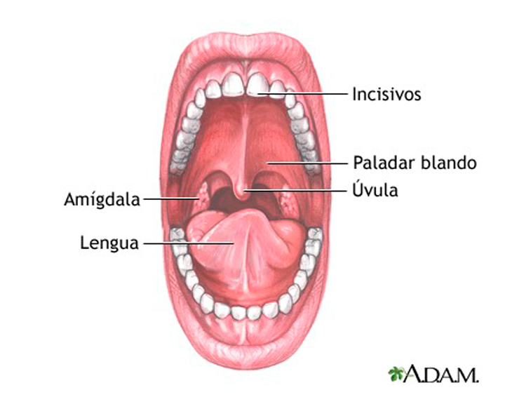 Separar Momento guisante Estructura y función oral: conoce cada rincón de tu boca