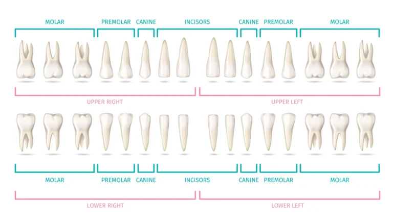 cuantos dientes tenemos